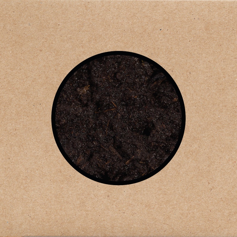 Swans cover72